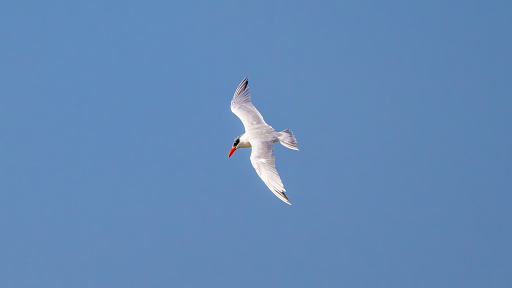 Caspian Tern